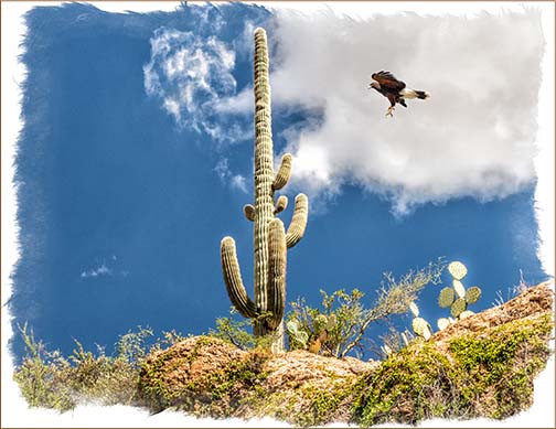 Cactus Landing