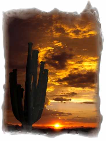 Saguaro Sundown