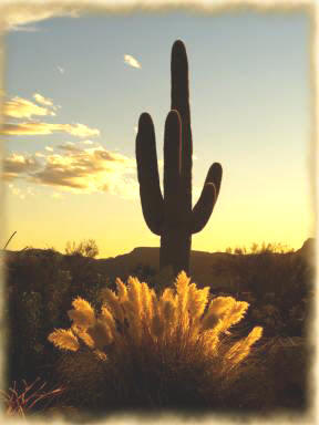 Sunset Saguaro